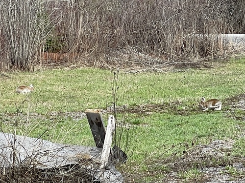 Snowshoe Hare observed by thekettles