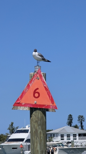 Laughing Gull observed by faguscarolinensis