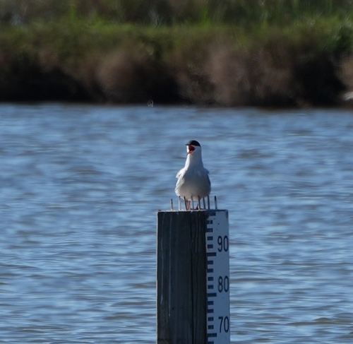 Sterne pierregarin observed by guillaume_martin