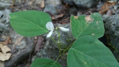 Desmodium lindheimeri