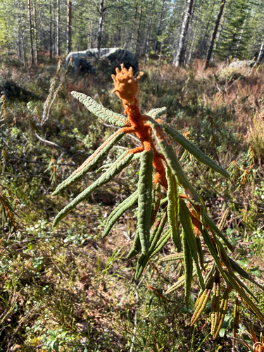 marsh Labrador tea