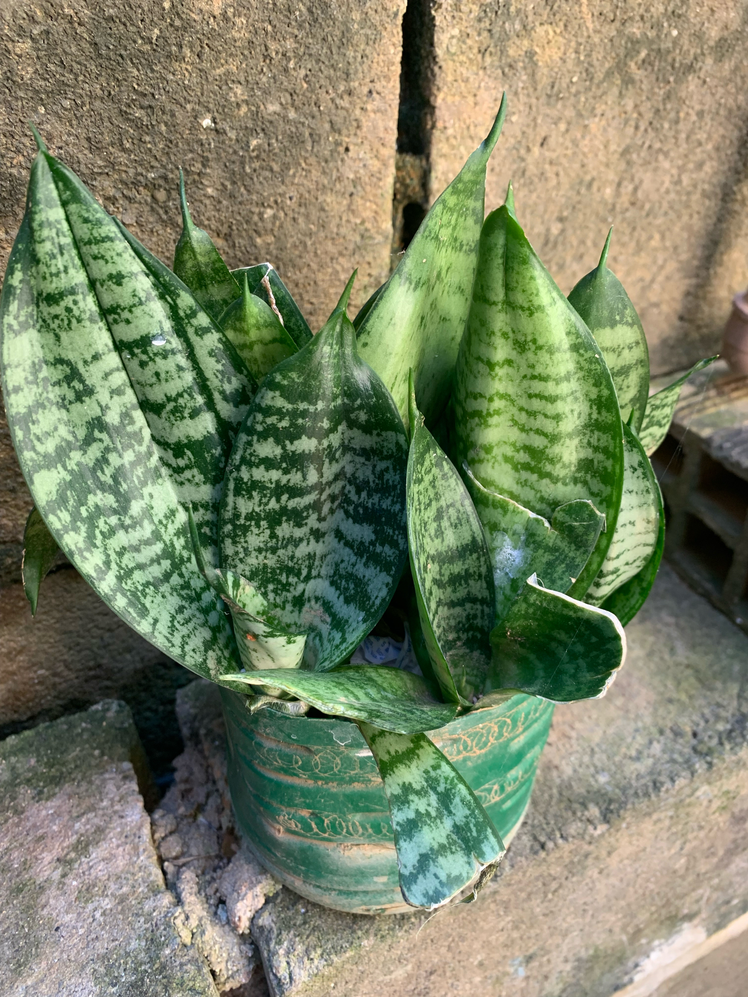 Sansevieria trifasciata