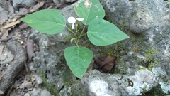 Desmodium lindheimeri