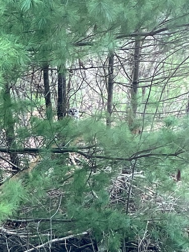 Barred Owl observed by nckog