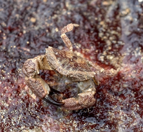 Medaeops granulosus observed 2026-04-18