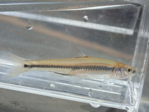 Texaanse shiner (Notropis texanus) — Cyprinidae