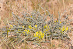 Astragalus caprinus