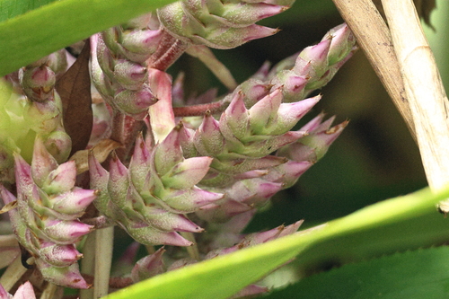 Aechmea smithiorum