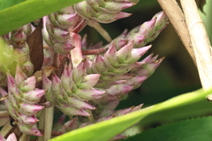 Aechmea smithiorum