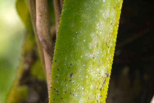 Aechmea smithiorum, photograph 1