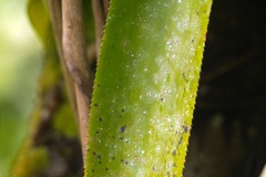Aechmea smithiorum, photograph (c) Wolfgang Ahlmer, some rights reserved (CC BY)