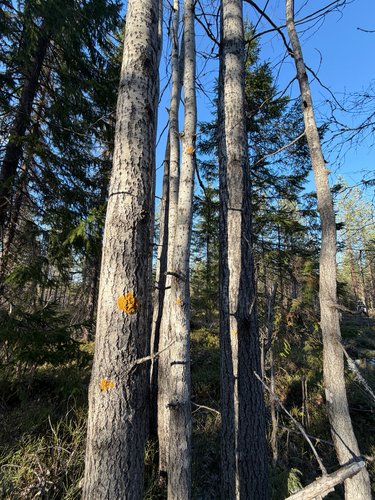 European aspen