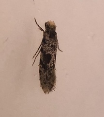 Nemapogon granella