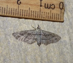Eupithecia longidens