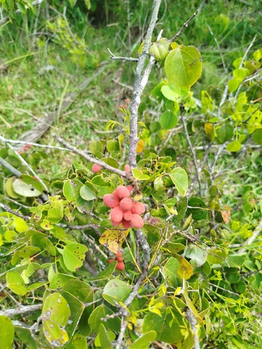 Agelaea pentagyna