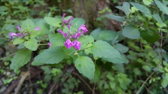 Scutellaria seleriana