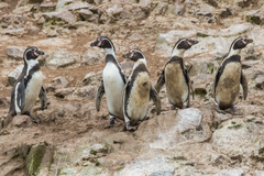 Spheniscus humboldti