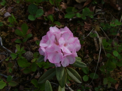 Rhododendron adamsii