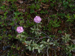 Rhododendron adamsii