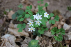 Isopyrum thalictroides