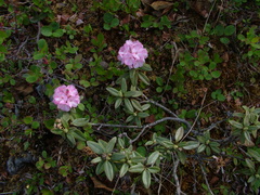 Rhododendron adamsii