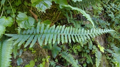 Polypodium plesiosorum
