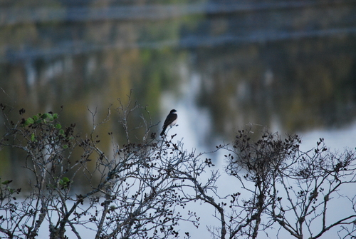 Eastern Kingbird observed by nickimullins