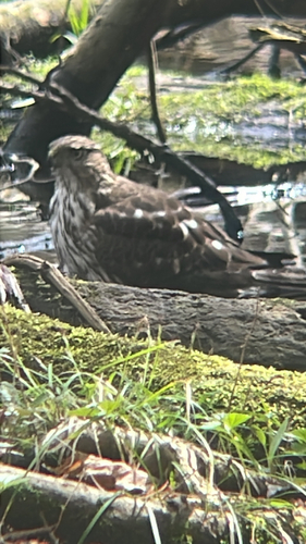 Cooper's Hawk observed by jonahlehman