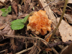 Hypomyces tubariicola