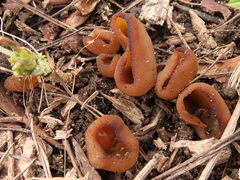 Peziza ampliata