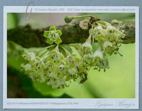 Acnistus arborescens - Whole tree