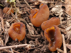 Peziza ampliata
