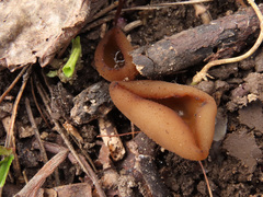 Peziza ampliata