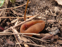 Peziza ampliata
