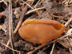 Peziza ampliata