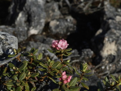 Rhododendron adamsii