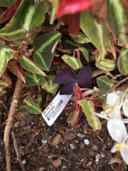 Begonia listada