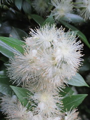 Myrceugenia planipes