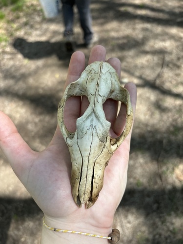 Virginia Opossum observed by autumn_bullek