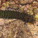 Gonodactylus smithii - Photo (c) Gaurav Patil, algunos derechos reservados (CC BY-NC), subido por Gaurav Patil
