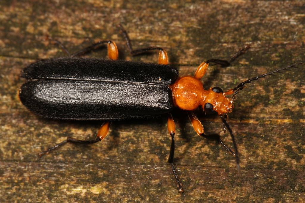 Pyrochroinae