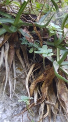Sedum palmeri