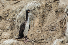 Leucocarbo bougainvillii