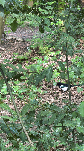 Eurasian Magpie