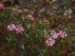 Rhododendron adamsii