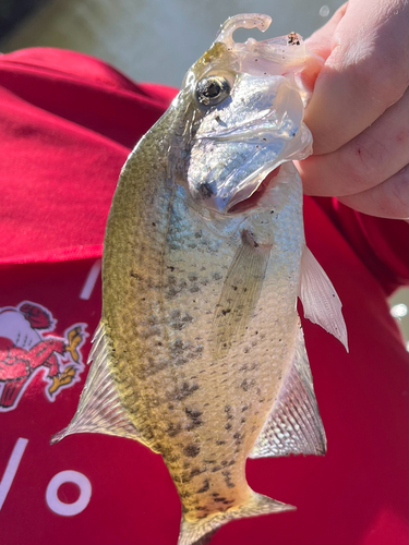White Crappie