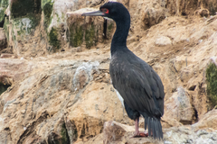 Leucocarbo bougainvillii
