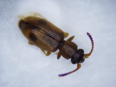 Psammoecus bipunctatus