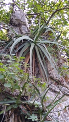 Agave bracteosa