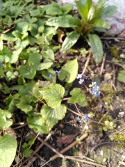 Brunnera macrophylla